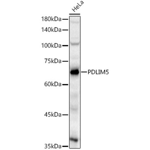 PDLIM5 Rabbit pAb