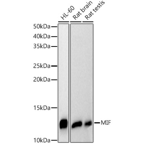 [KD Validated] MIF Rabbit pAb