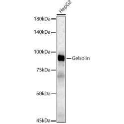 [KD Validated] Gelsolin Rabbit pAb