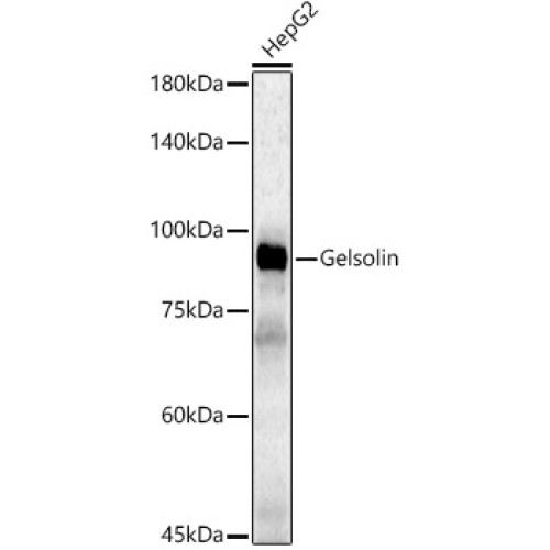 [KD Validated] Gelsolin Rabbit pAb