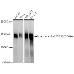 Integrin alpha 5 (ITGA5/CD49e) Rabbit pAb