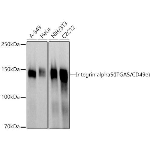 Integrin alpha 5 (ITGA5/CD49e) Rabbit pAb