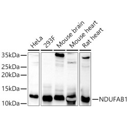 NDUFAB1 Rabbit pAb