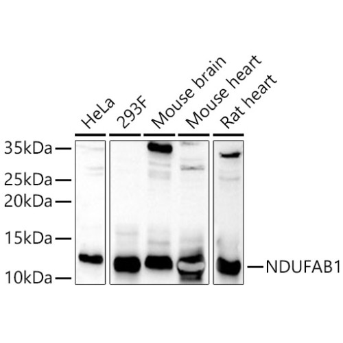 NDUFAB1 Rabbit pAb