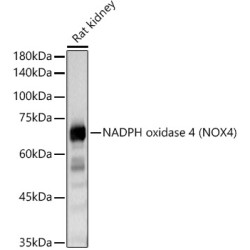 NADPH oxidase 4 (NOX4) Rabbit pAb