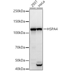 HSPA4 Rabbit pAb
