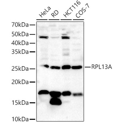 RPL13A Rabbit pAb
