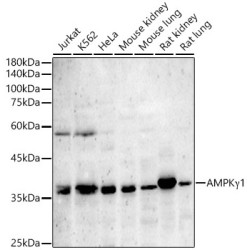 AMPKγ1 Rabbit pAb