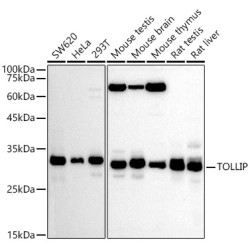 TOLLIP Rabbit pAb