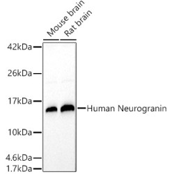 Human Neurogranin Rabbit pAb