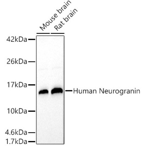 Human Neurogranin Rabbit pAb