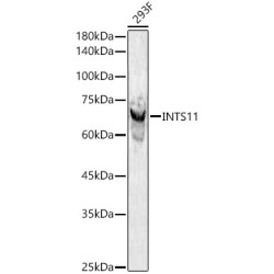INTS11 Rabbit pAb