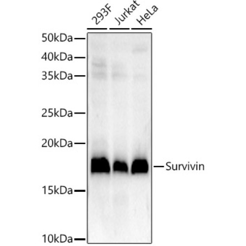 Survivin Rabbit mAb