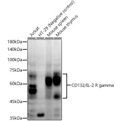 CD132/IL-2 R gamma Rabbit mAb