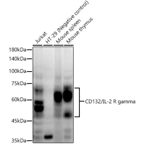 CD132/IL-2 R gamma Rabbit mAb