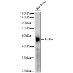 [KD Validated] Ajuba Rabbit mAb