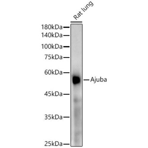[KD Validated] Ajuba Rabbit mAb