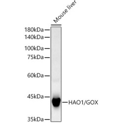 HAO1/GOX Rabbit mAb