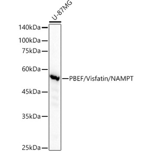 PBEF/Visfatin/NAMPT Rabbit mAb