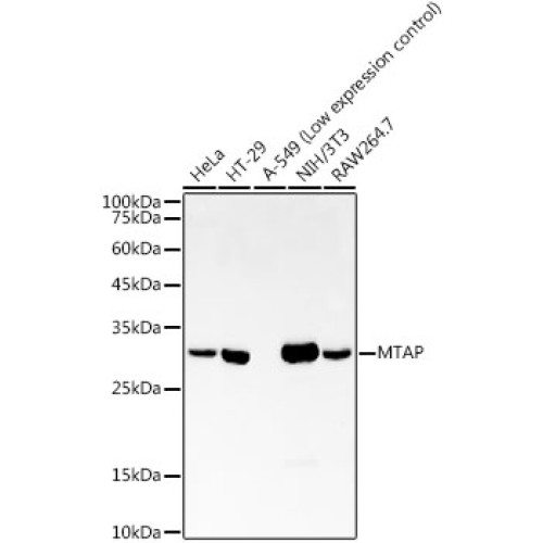 MTAP Rabbit mAb