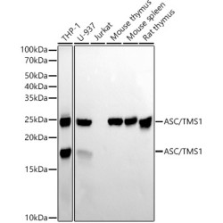 ASC/TMS1 Rabbit mAb