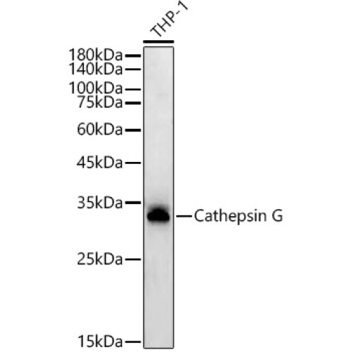 Cathepsin G Rabbit mAb