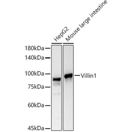 Villin Rabbit mAb