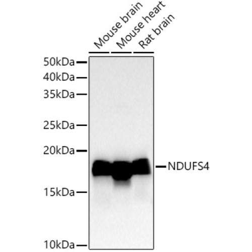 NDUFS4 Rabbit mAb