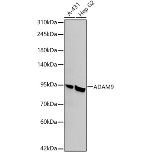 ADAM9 Rabbit mAb