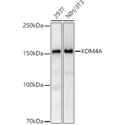 KDM4A Rabbit mAb