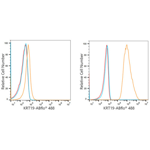 ABflo® 488 Rabbit anti-Human Cytokeratin 19/KRT19 mAb