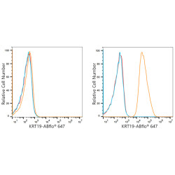 ABflo® 647 Rabbit anti-Human Cytokeratin 19/KRT19 mAb