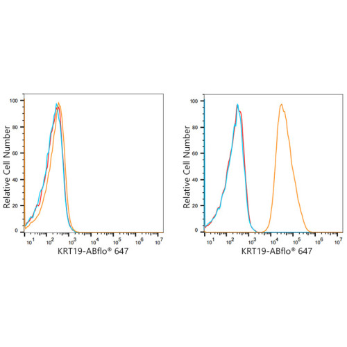 ABflo® 647 Rabbit anti-Human Cytokeratin 19/KRT19 mAb