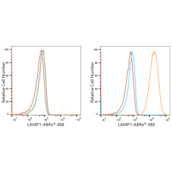 ABflo® 488 Rabbit anti-Human CD107a/LAMP1 mAb