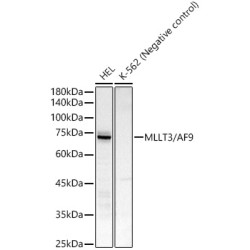MLLT3/AF9 Rabbit mAb
