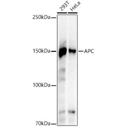 APC Rabbit mAb