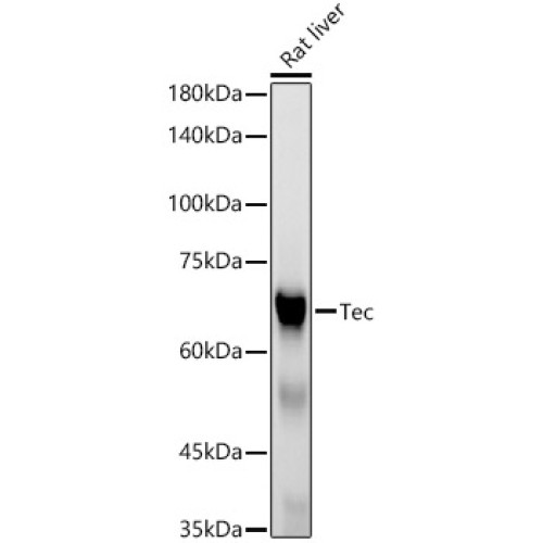 Tec Rabbit mAb