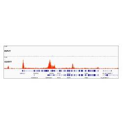 Acetyl-Histone H3-K27 Rabbit mAb
