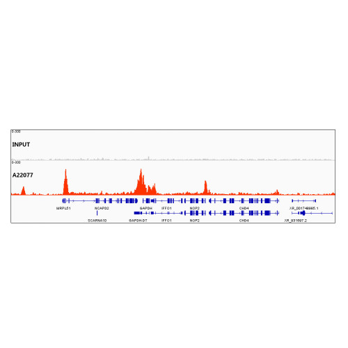 Acetyl-Histone H3-K27 Rabbit mAb
