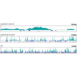 MonoMethyl-Histone H3-K4 Rabbit mAb