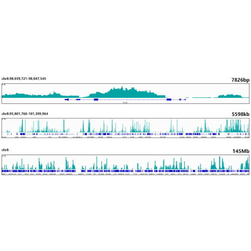 MonoMethyl-Histone H3-K4 Rabbit mAb