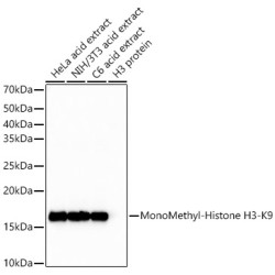 MonoMethyl-Histone H3-K9 Rabbit mAb