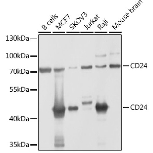 CD24 Rabbit pAb