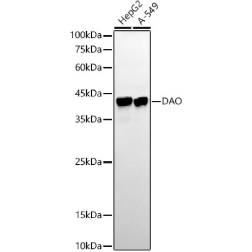 DAO Rabbit mAb