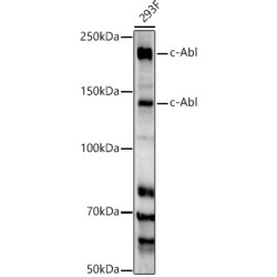 c-Abl Rabbit mAb