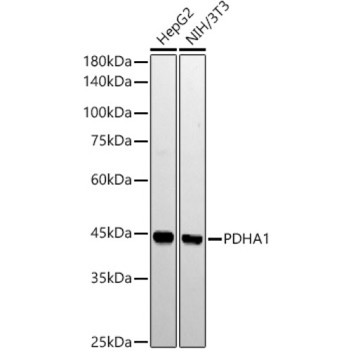 PDHA1 Rabbit mAb