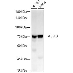 ACSL3 Rabbit mAb