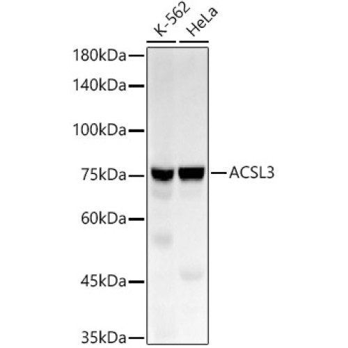 ACSL3 Rabbit mAb