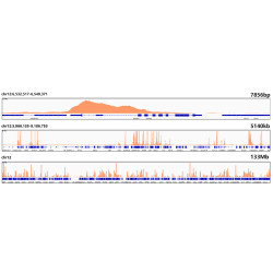 DiMethyl-Histone H3-K79 Rabbit mAb