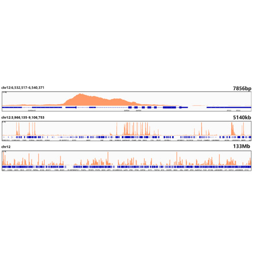 DiMethyl-Histone H3-K79 Rabbit mAb